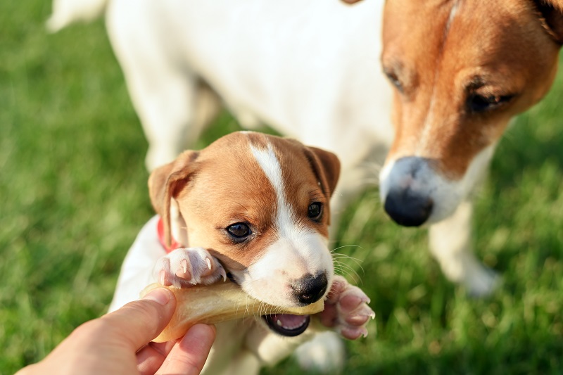 Por que devo adquirir um plano preventivo pet?