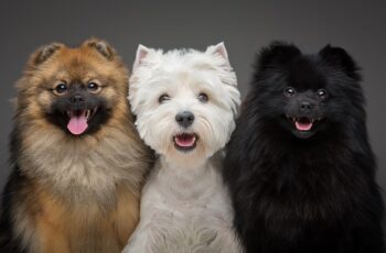 Como funcionam os planos pet preventivos?