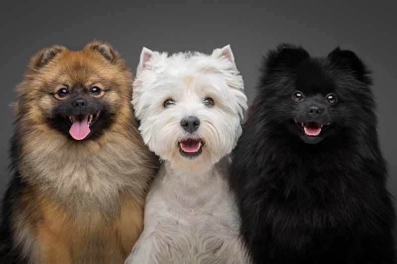 Como funcionam os planos pet preventivos?
