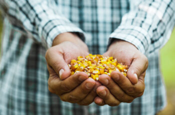 Queda de produtividade no agronegócio