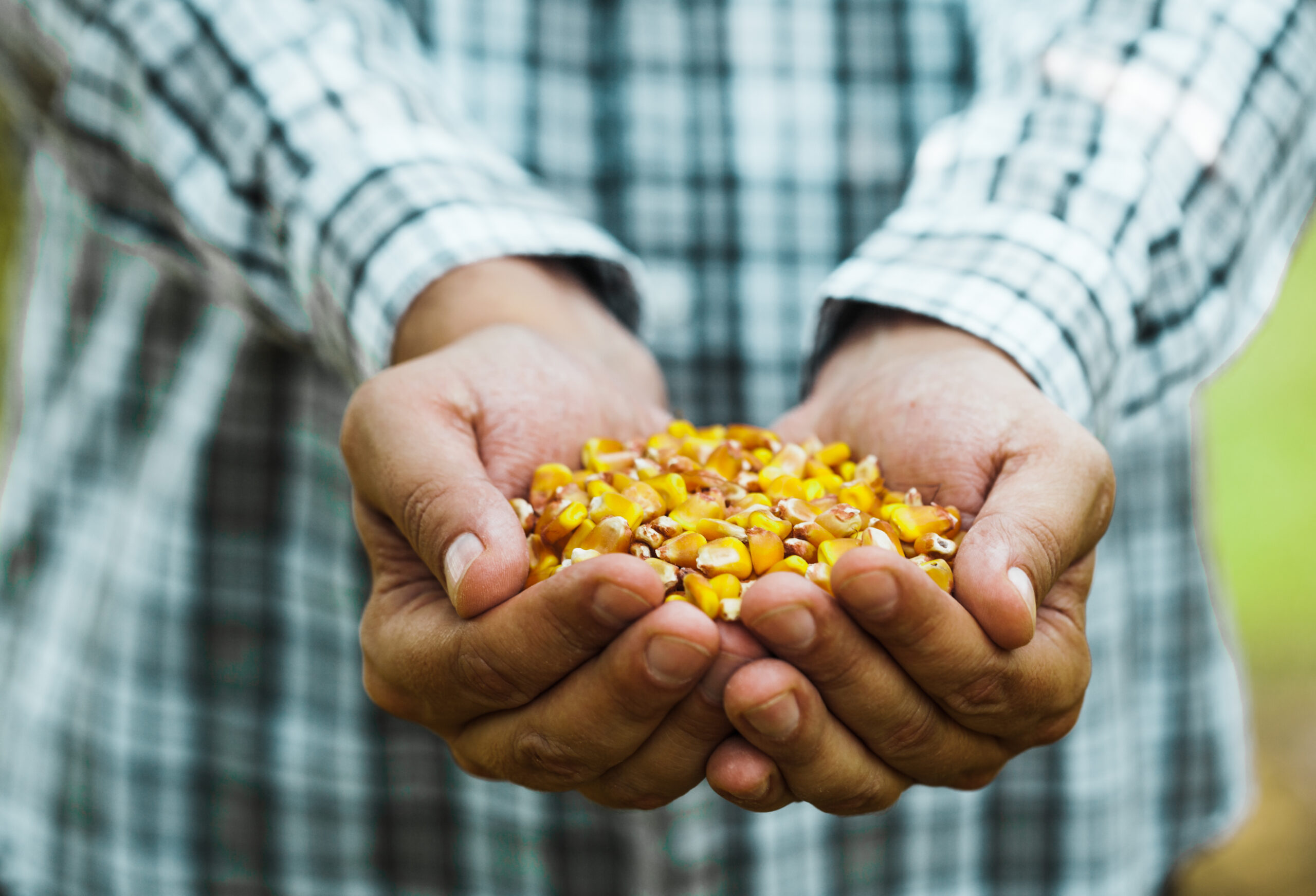Queda de produtividade no agronegócio