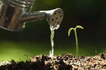 Bio urna ecológica: saiba que seu pet pode virar uma plantinha