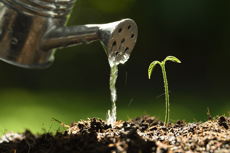 Bio urna ecológica: saiba que seu pet pode virar uma plantinha